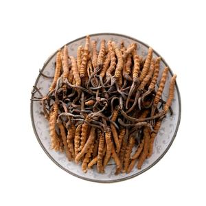 Intero impianto sfuso migliore prezzo secco Cordyceps <span class=keywords><strong>Sinensis</strong></span> estratto capsula Cordyceps polvere di estratto - Product Image 2