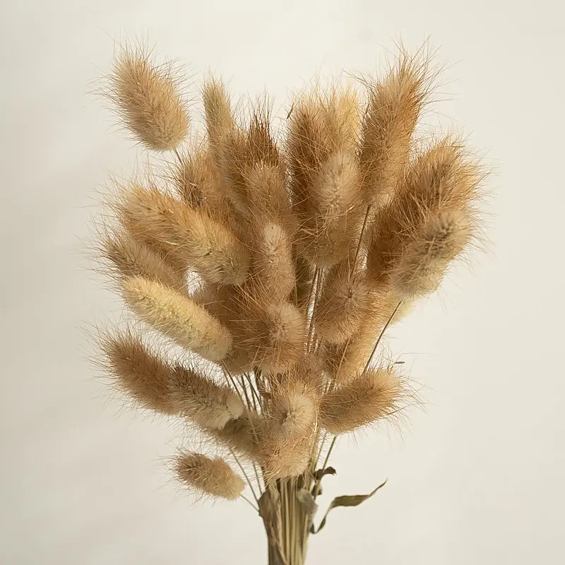 Preço por atacado Coelho seco natural popular arranjos de flores naturais cor cauda de coelho grama flores secas