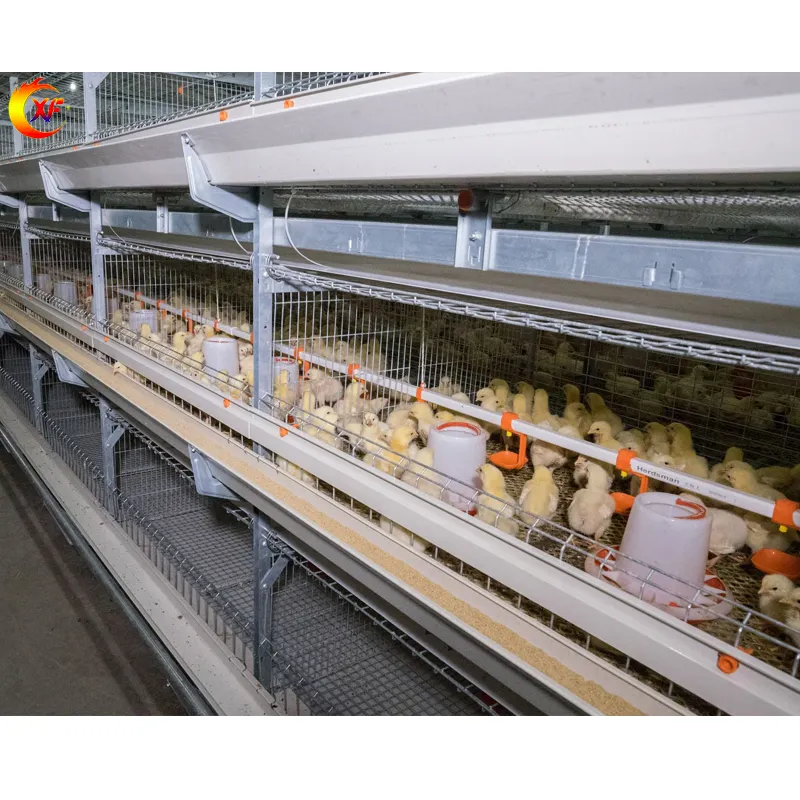 Peternakan Ayam Broiler Sistem Kandang Baterai Peternakan Unggas Daging