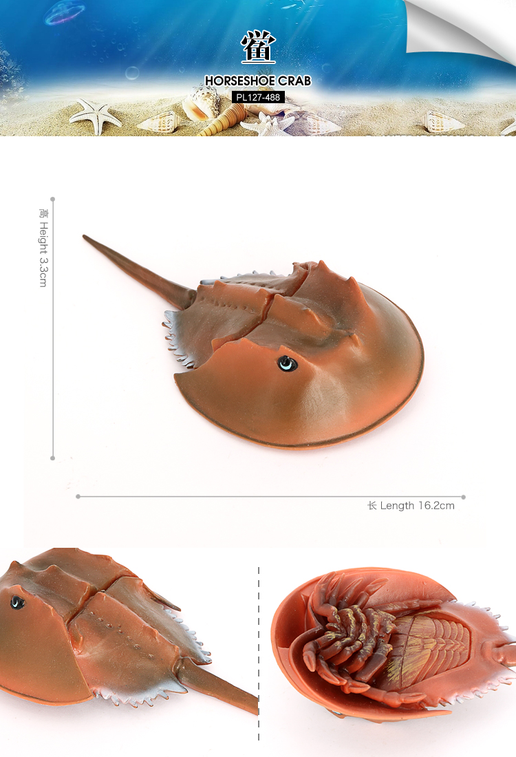 488 Horseshoe Crab