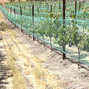 Vineyard Agriculture Pvc Coated <strong>Hexagonal</strong> Bird <strong>Net</strong> / Heavy Duy Anti Bird Netting/ <strong>Small</strong> Hole Plastic Bird Netting - Product Image 4