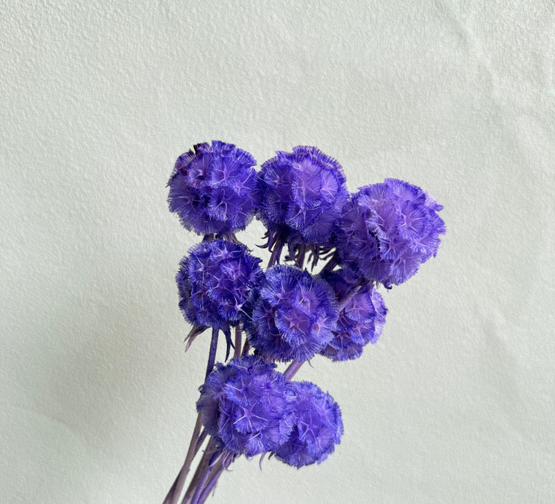 สีม่วง