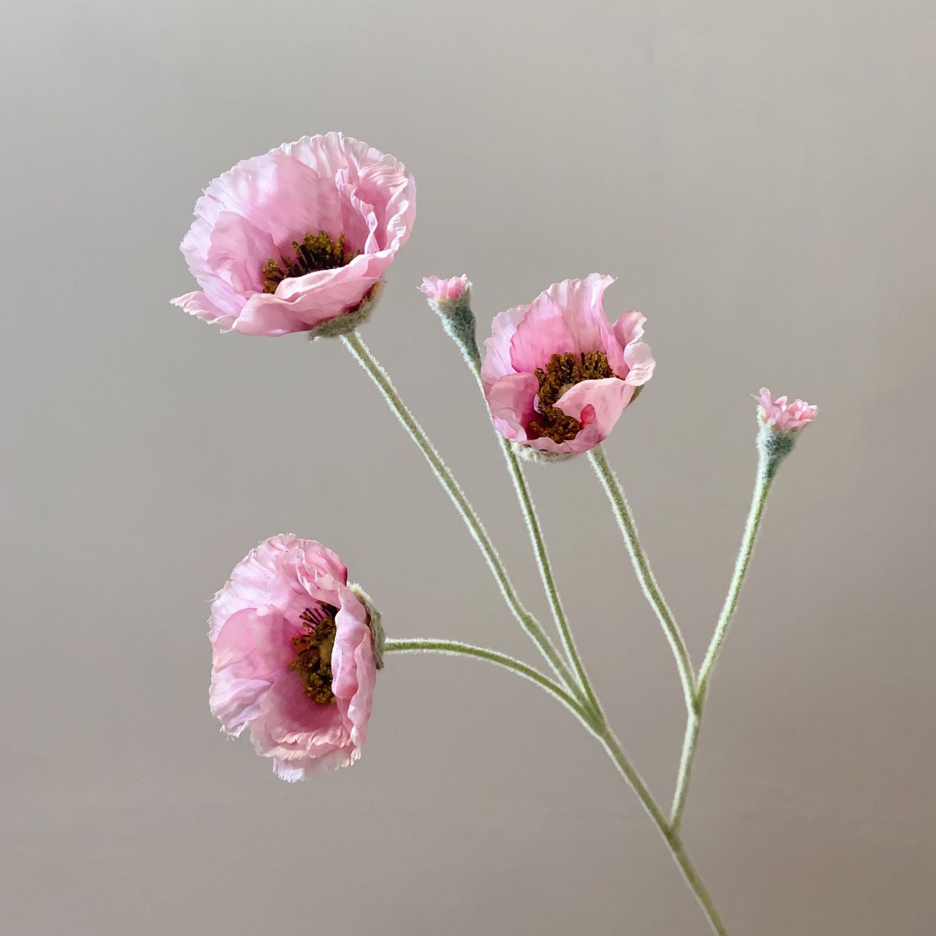 Opale rose