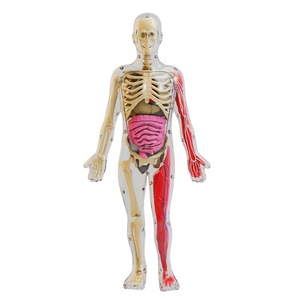 STEM Biological Teaching Human Body Skeleton Organ Anatomy <strong>Model</strong> DIY Assembly Torso Organ Science <strong>Kit</strong> With Glow in the Dark Bone - Product Image 1