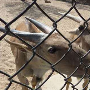 Cung cấp duy nhất Braid lưới rhomboidal dây lưới nhựa màu đen PVC tráng Chuỗi liên kết hàng rào tiêu chuẩn Mỹ Cyclone dây lưới - Product Image 4