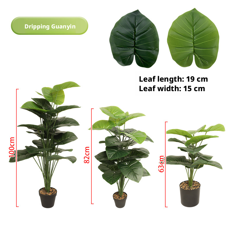 Alocasia macrorrhiza