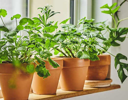 Pots en argile de 6 pouces Grands pots de plantes en terre cuite Pots en terre cuite avec trou de drainage et plateau