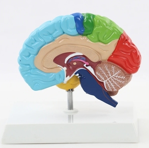Scienza medica umana destra struttura del cervello modello di anatomia del cervello mostra le aree di funzione del cervello per le risorse di insegnamento - Product Image 6