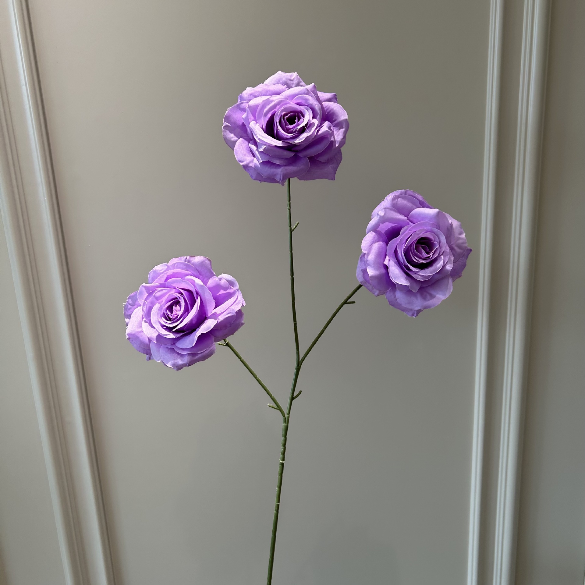 viola