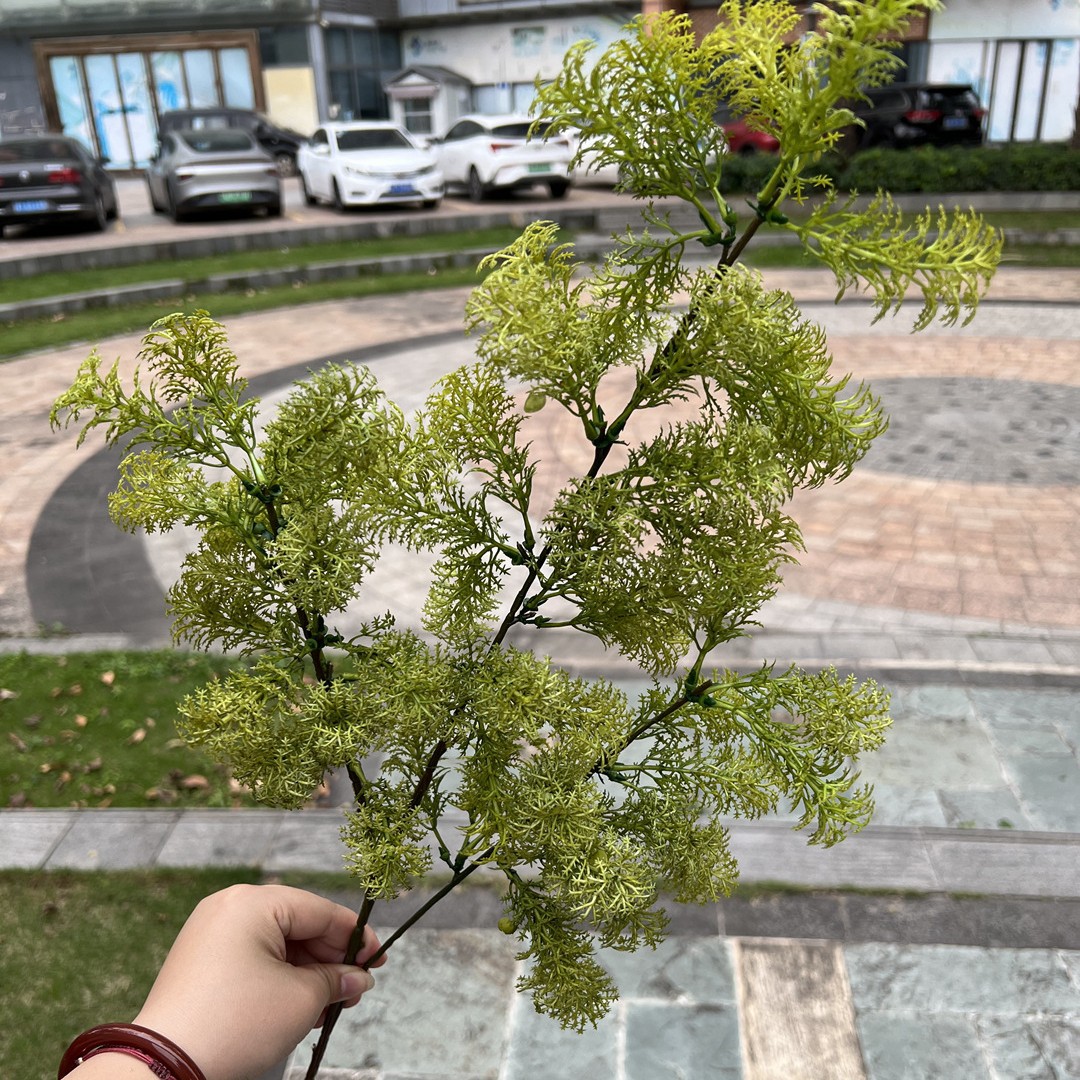 Vert moelleux