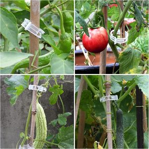 Druivenwijntomaat Groenten <span class=keywords><strong>Trellis</strong></span> Clips Plant Ondersteuning Clips Om Rechtop Te Groeien Maakt Planten Gezonder - Product Image 6