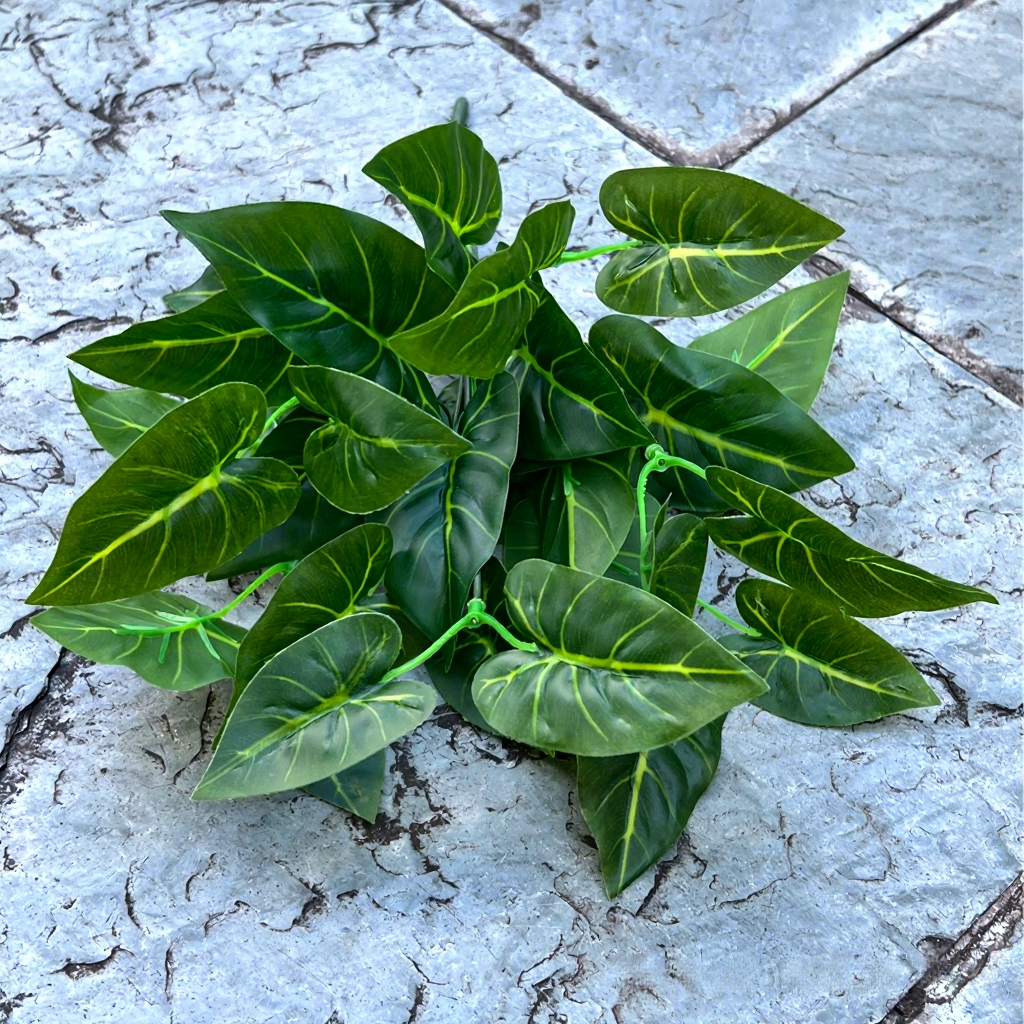 Taro cygne coeur vert