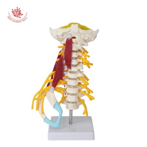 Human Cervical Vertebra Medical Model Advanced 1:1 Muscled and <strong>Nerve</strong> - Product Image 3