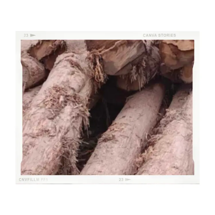 Legno di Teak caldo all'ingrosso all'ingrosso su misura 100% all'ingrosso grezzo made in Viet Nam legno tronchi di pino miglior prezzo di alta qualità tronchi rotondi per la vendita