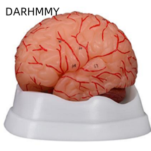 DARHMMY Medical Science Anatomy Model Brain with Arteries 9-Part