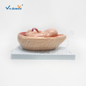 แบบจำลองคุณภาพสูงของกระบวนการพัฒนาสำหรับทารกในครรภ์ - Product Image 4