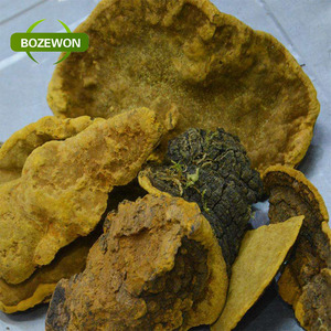 食品グレードのSang-Hwangキノコ抽出物免疫強化Phellinus Igniariusを粉末状でドラムにパッケージ化 - Product Image 3