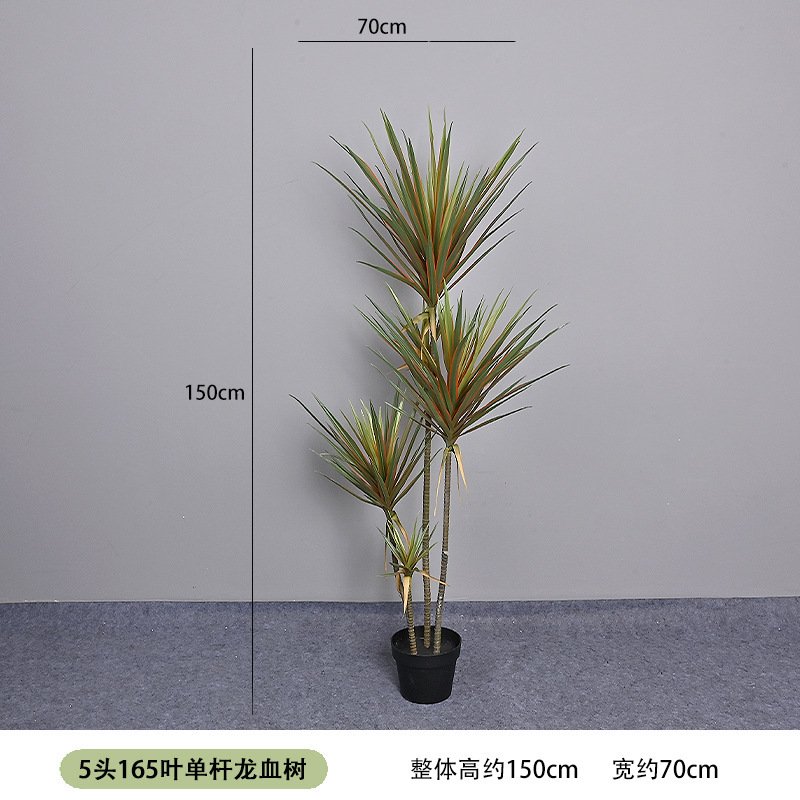 5-headed, 165-leaf single-stem dragon blood tree