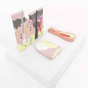 <strong>Human</strong> Skin Hair and Nail Structure Anatomy Model for Medical Training - Product Image 4