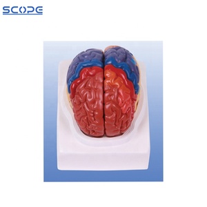 SC-A1049 Human Brain Cerebrovascular Cerebroarterial <strong>Nerve</strong> Artery Anatomical Model Brain Model with Artery and <strong>Nerve</strong> - Product Image 6