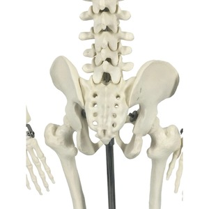 170cm Tall <strong>Human</strong> Skeleton Model Medical Science Teaching Resource - Product Image 2