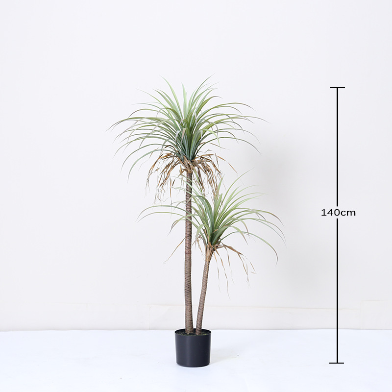 Yucca à deux tiges - 140 cm
