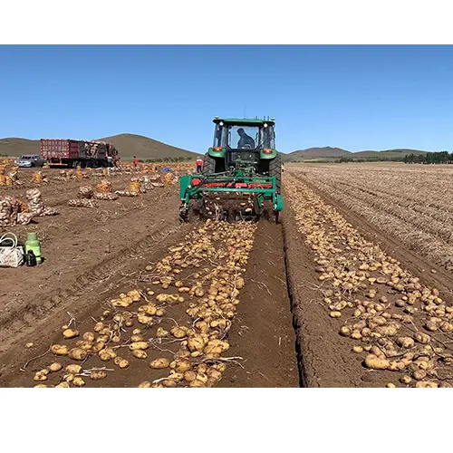 Mietitrebbiatrice automatica per patate scavatrice per patate per azienda agricola