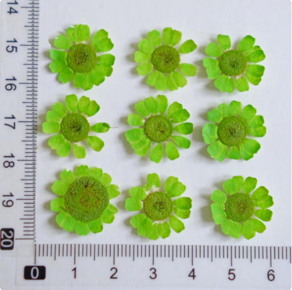 MH657-Dyed Green-12pcs amarillas