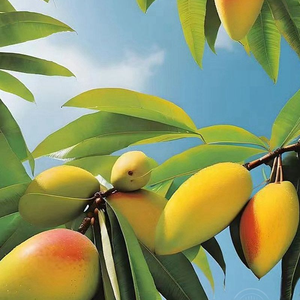 Icedelight ngay lập tức bóc vỏ xoài <span class=keywords><strong>Popsicle</strong></span> kem trái cây & Sô cô la hương vị Đông lạnh tinh khiết Flesh 85 gam * 24 cái/hộp 24 tháng - Product Image 6