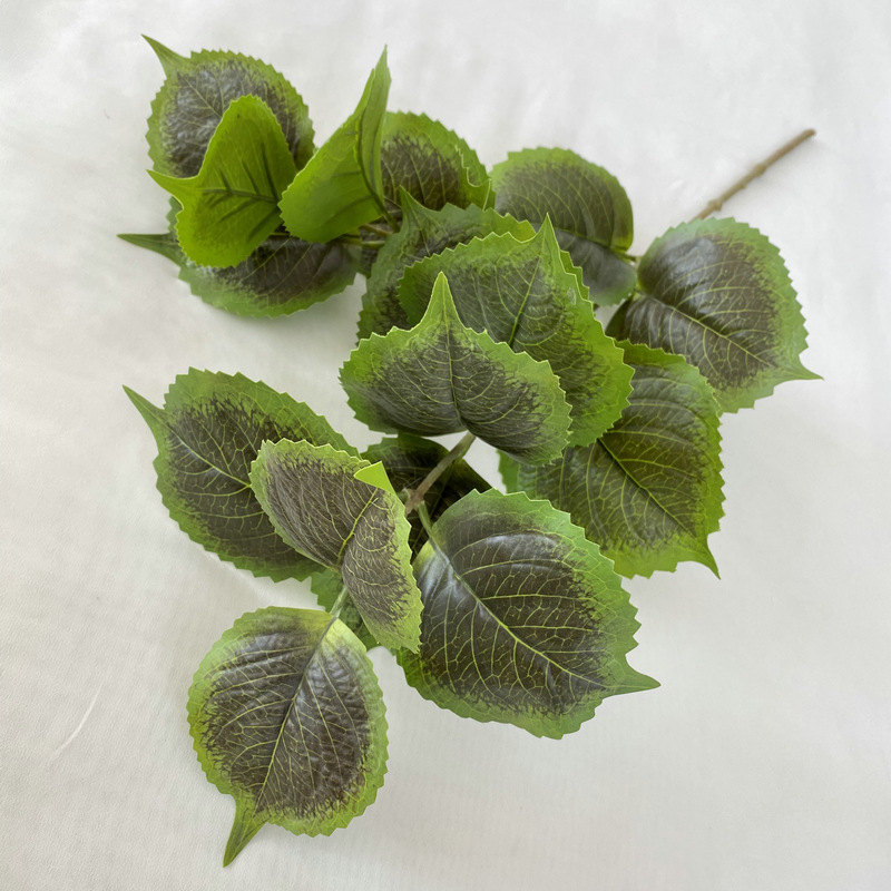 Una sola hoja de hortensia es de color verde oscuro.