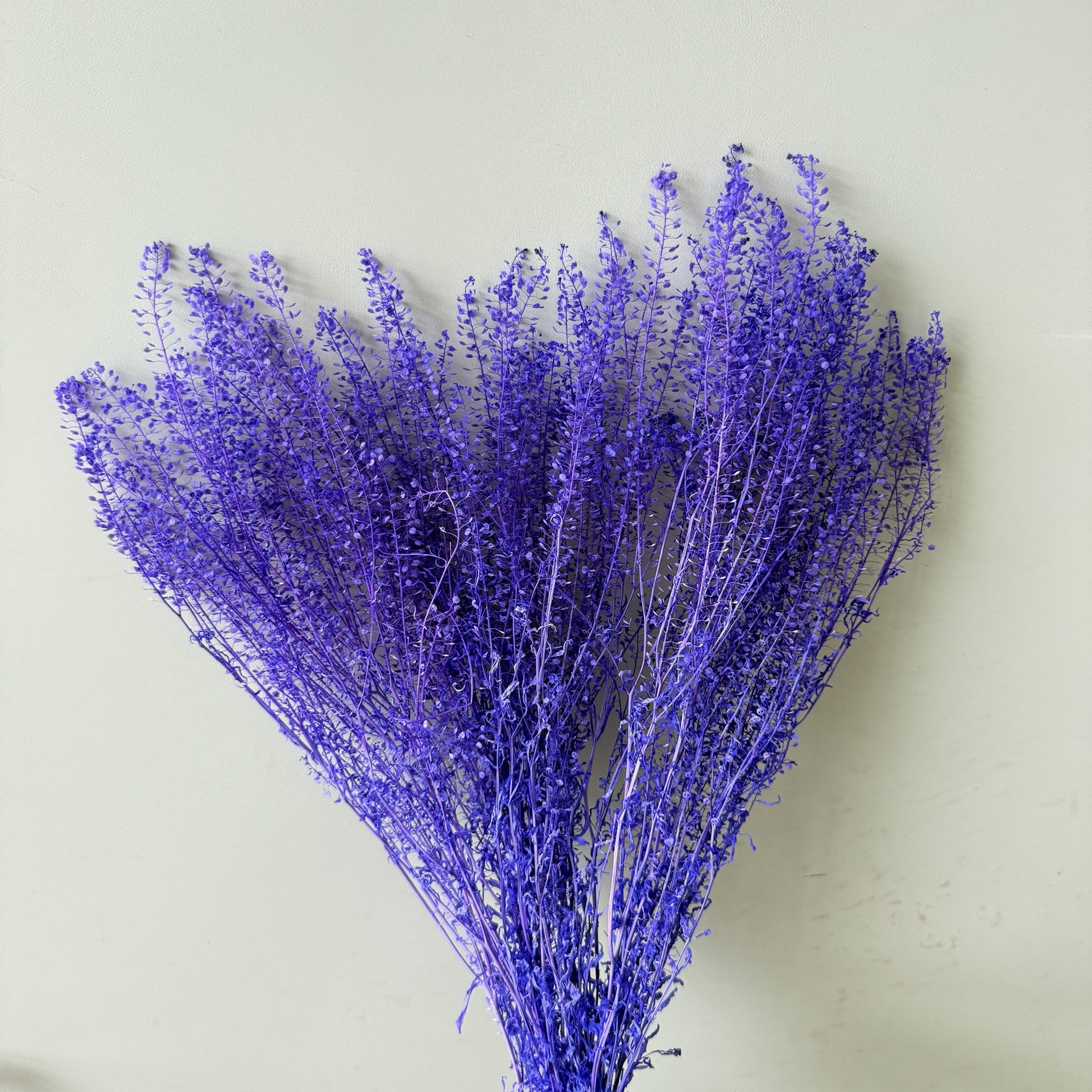 Viola