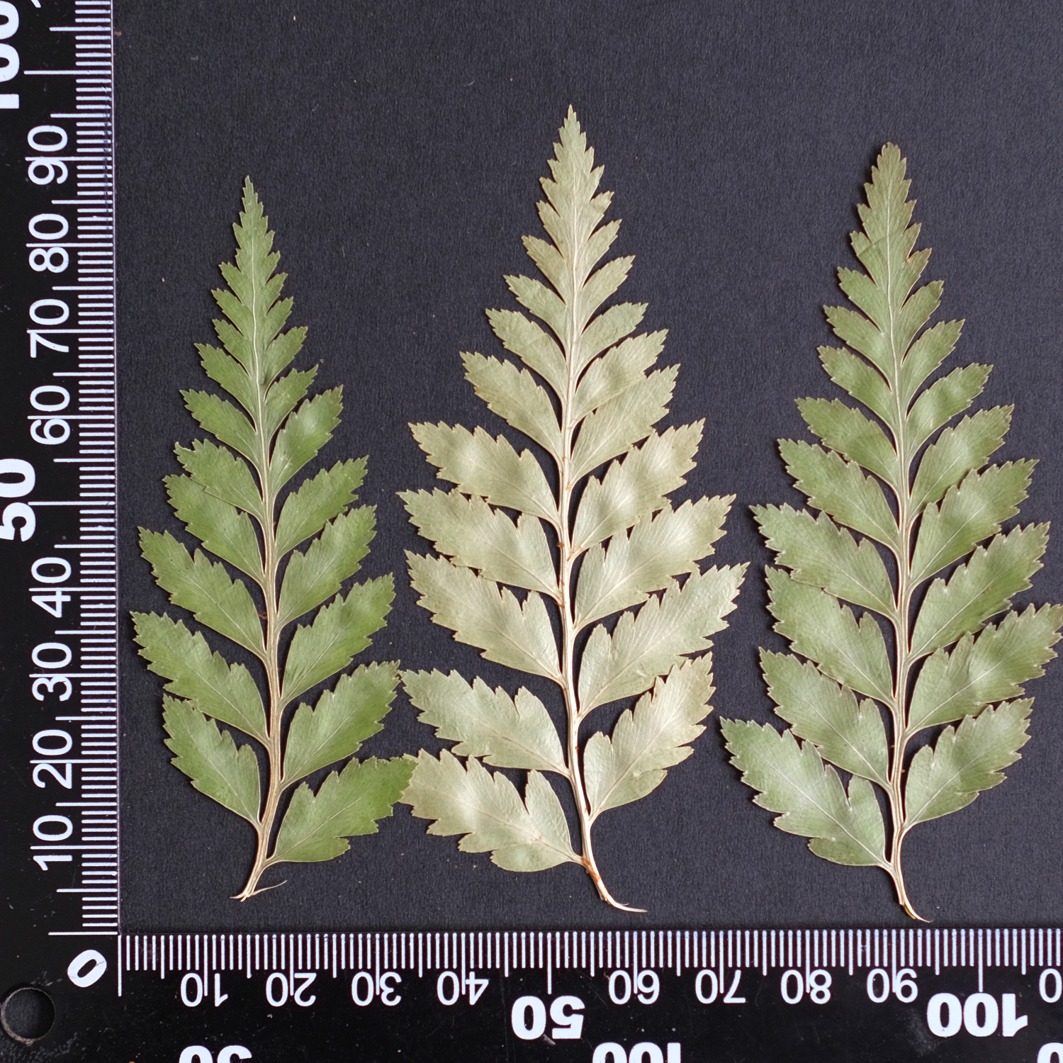 MH688 Fougère à chevreuil 7-10cm vert 12pcs