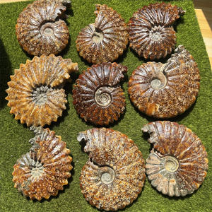Fósiles de colección bonitos de gran tamaño, fósiles de Amonita para piedra curativa, decoración del hogar - Product Image 1