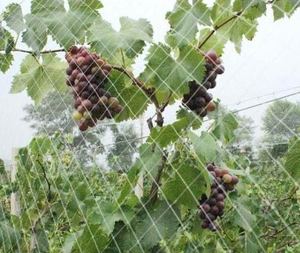 <span class=keywords><strong>Net</strong></span> một porternwt eceran benang PE pishing PE <span class=keywords><strong>Net</strong></span> cho câu cá Pigeon <span class=keywords><strong>Net</strong></span> 100% Trinh Nữ HDPE - Product Image 4