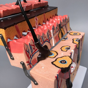 מודל הגדלת קטע עור מבנה עור הגדלה מבנה היררכי אנטומיה מיקרופלסטיק באיכות גבוהה PVC רפואי - Product Image 5