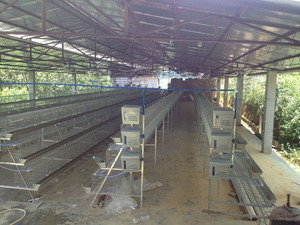 Hightech New <strong>Chicken</strong> Cage Ready to Lay 3 Tiers Type D in the Philippines - Product Image 5