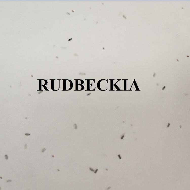 RUDBECKIA