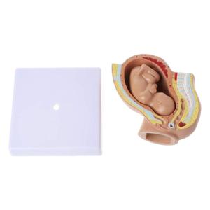 GelsonLab HSBM-282 9th เดือนเด็กทารกในครรภ์รุ่น Foetus การตั้งครรภ์มนุษย์การตั้งครรภ์ในครรภ์การพัฒนาทางการแพทย์ชุดเครื่องมือการเรียนรู้