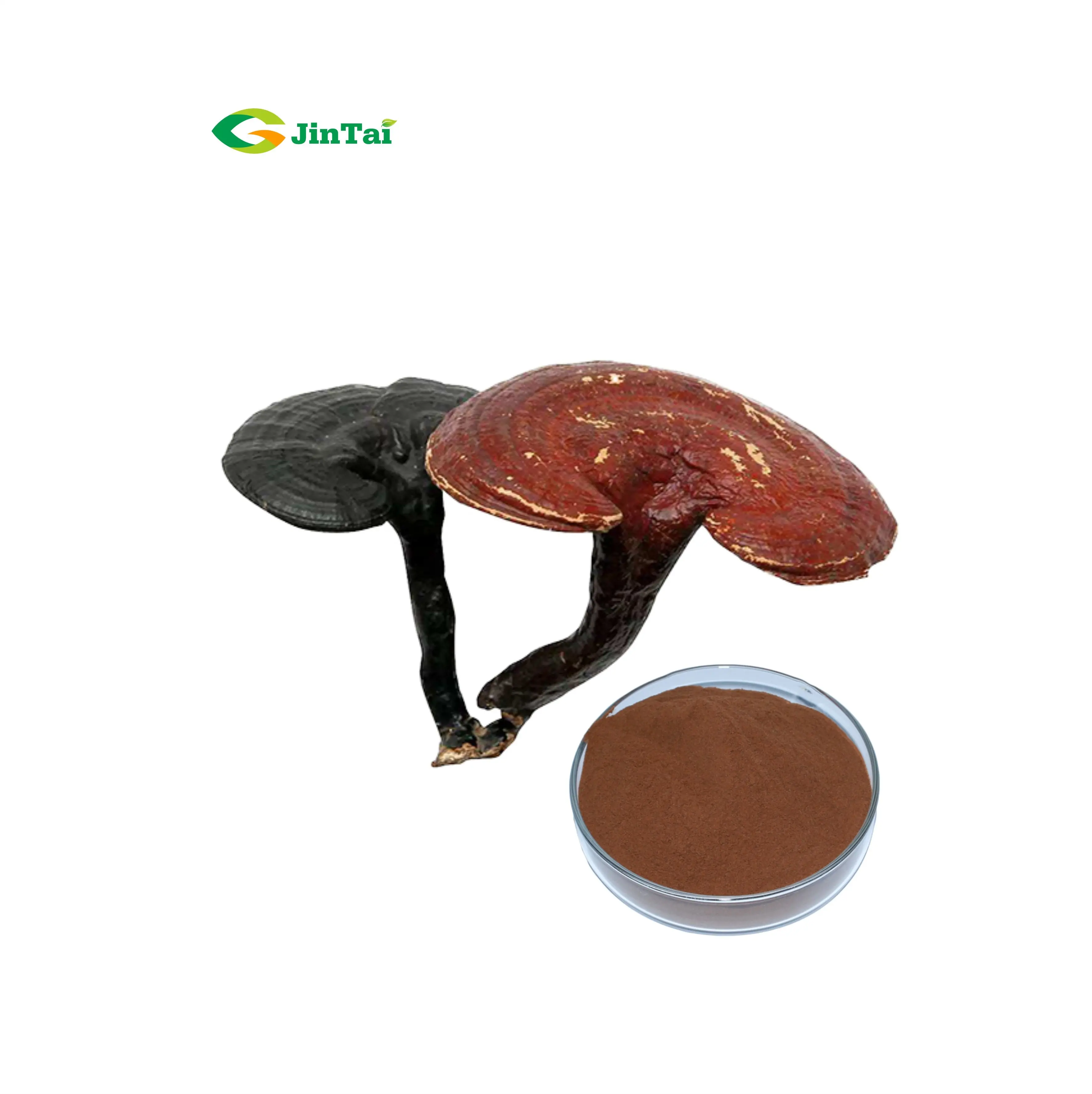 Polvo roto de concha de alta calidad, lingzhi reishi, polvo de seta, ganoderma lucidum, spore ganoderma lucidum