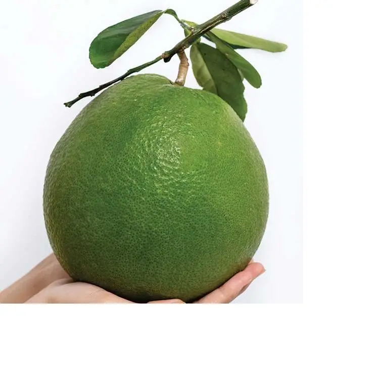 וייטנאם יצוא פירות ענבים טריים/pomelo ב 10 ק "ג קרטון 1.1 - 1.5 ק" ג פירות יצוא העליון-מה. sap linda 0084989322607