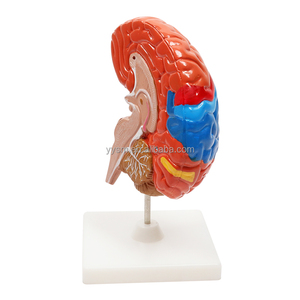 Insegnamento educativo scuola biologica Area funzionale colorata metà cervello umano modello medico attrezzature educative - Product Image 3