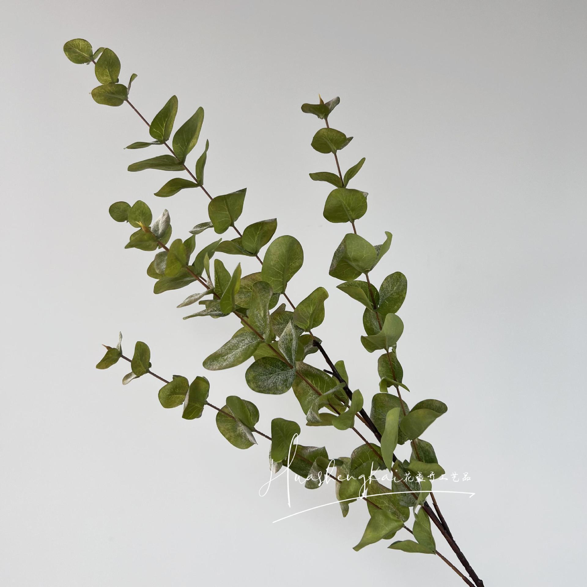 Eucalyptus à 5 fourches 1