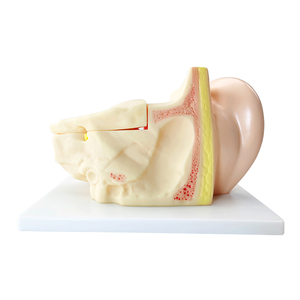 Tıp eğitimi için plastik kulak modeli anatomik 3d insan kulak modeli 3 kez büyütme modeli - Product Image 5