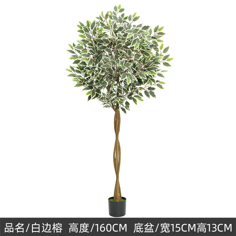 Banyan vert, 160 cm, bordure blanche.