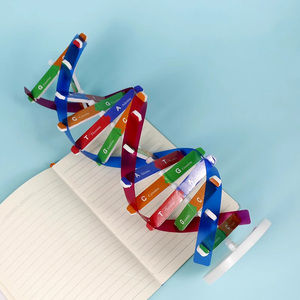 2025 yeni KRC yeni DIY insan genleri DNA modelleri çift sarmal bilim yaygınlaştırma çocuklar için öğretim yardımcıları bilim araçları Test kiti - Product Image 3