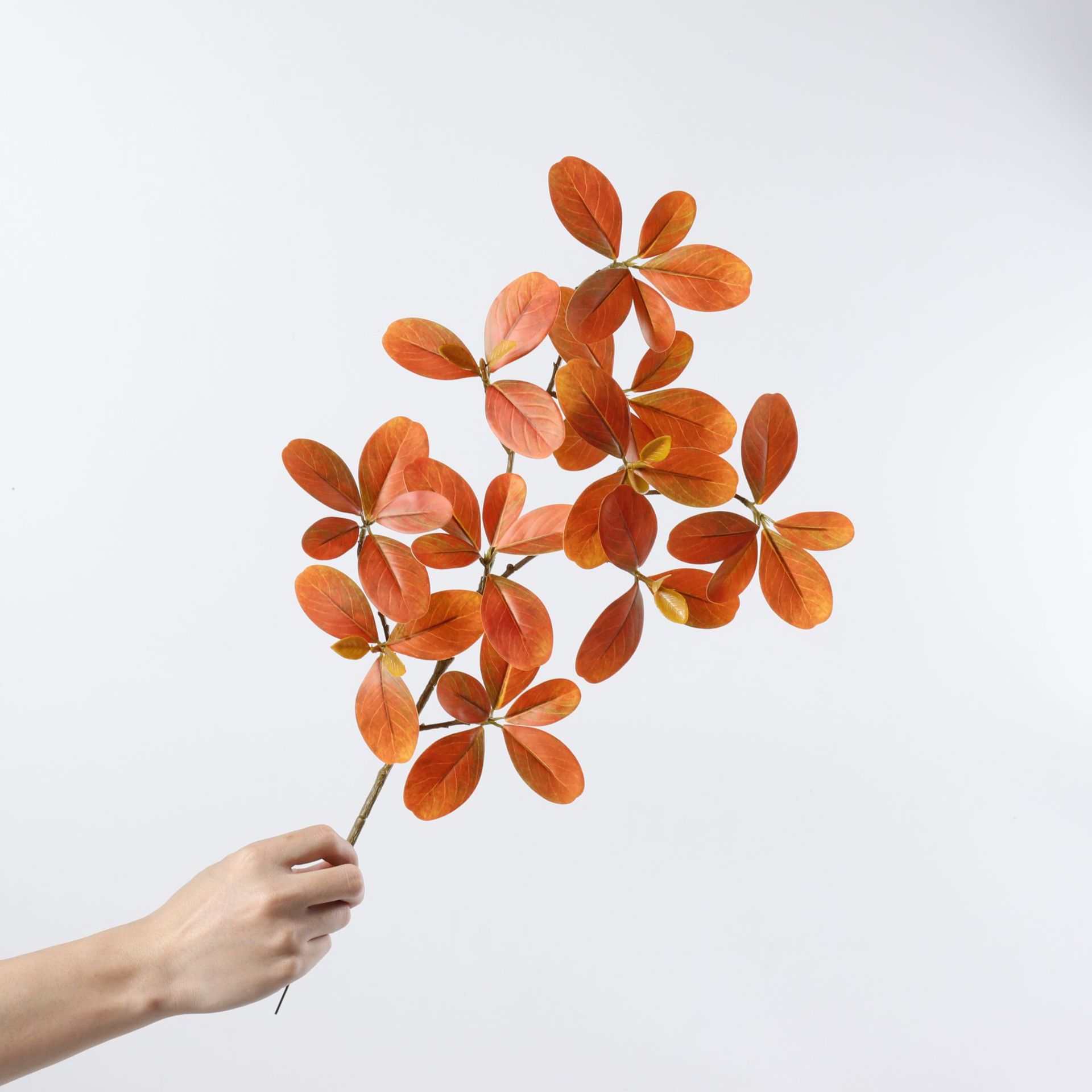 Red 50cm