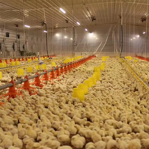 Low Cost Steel Shed Broiler Poultry Farm House Design Egg Chicken Building for Layers Breeders