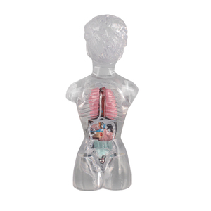 18-centimeter Female Transparent <strong>Human</strong> Torso Model with Visible and Detachable Internal Organs - Product Image 6