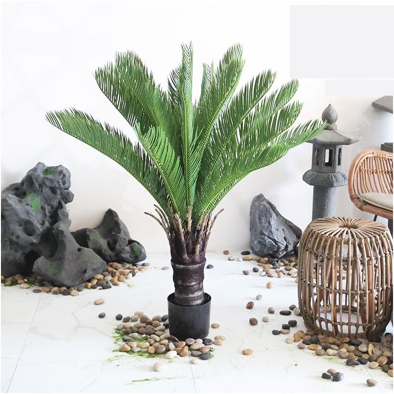 GROS cycas en pot