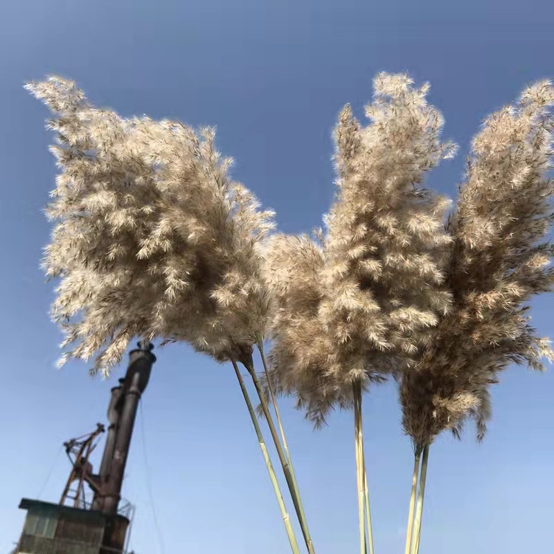 wild pampas 20-30cm plume